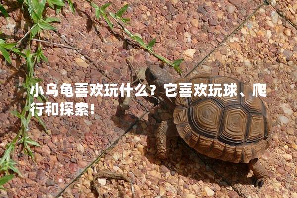 小烏龜喜歡玩什么？它喜歡玩球、爬行和探索!